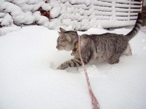 元日の雪