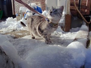 こんな寒いのに花粉の季節が近づいている