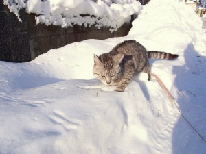 雪が降れば大喜び