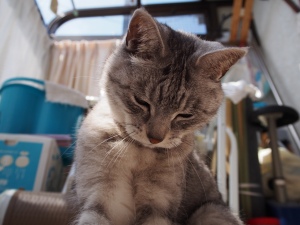 ねこ