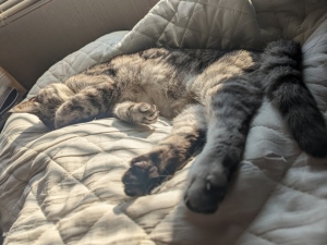 ねこ