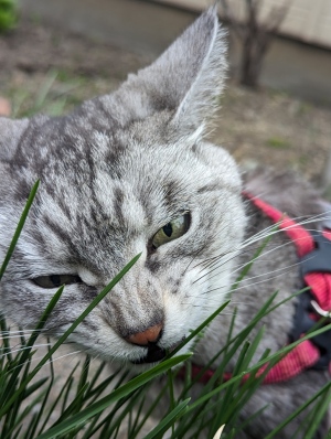 ねこ