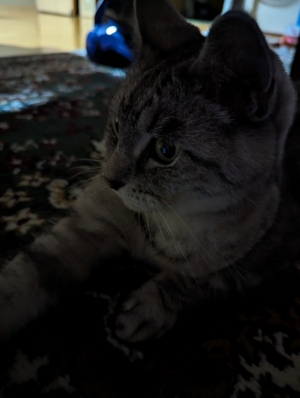 ねこ