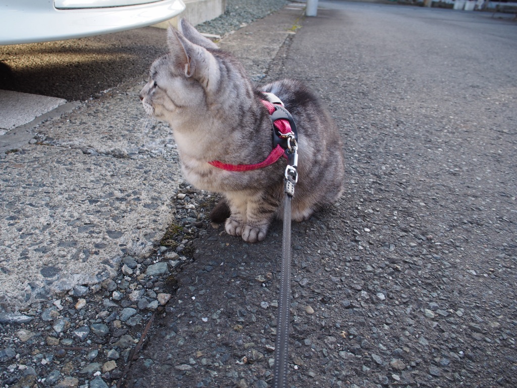 ねこ
