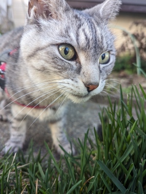 ねこ