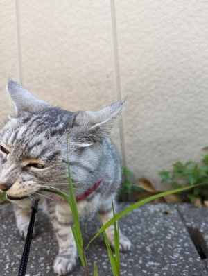 ねこ