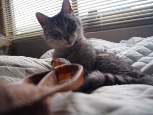 ねこ