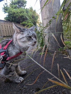 ねこ