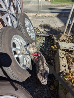 ねこ