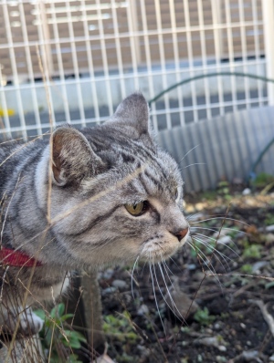 ねこ