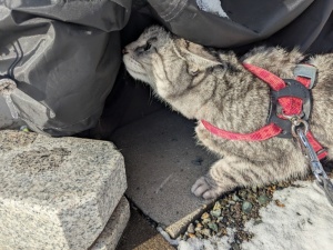 ねこ
