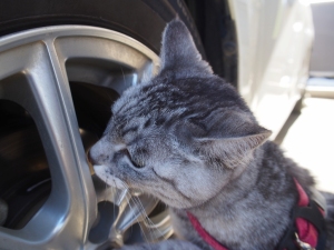 ねこ
