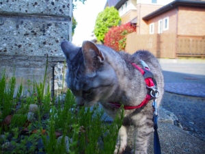 ねこ