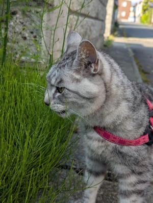 ねこ