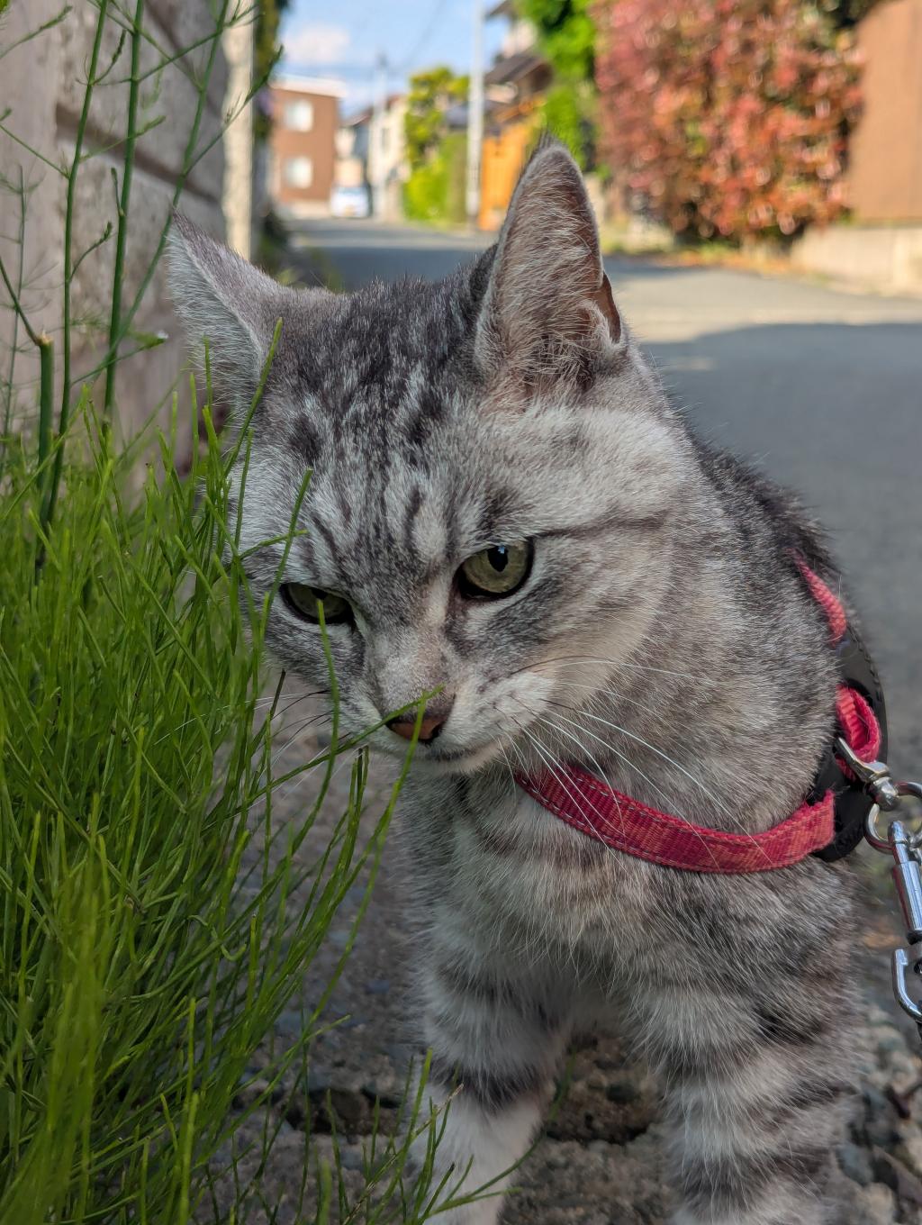 ねこ