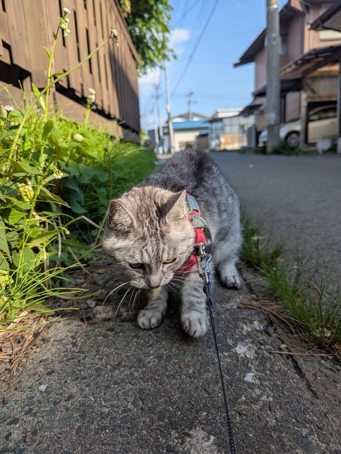 ねこ