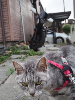 ねこ
