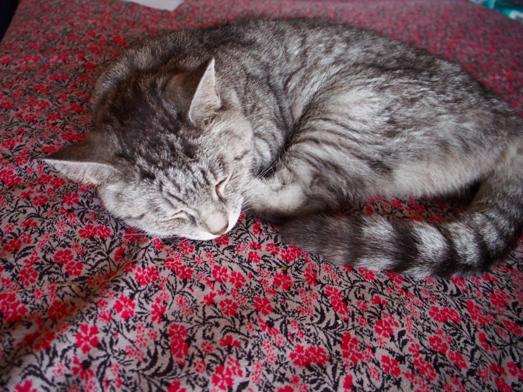 ねこ