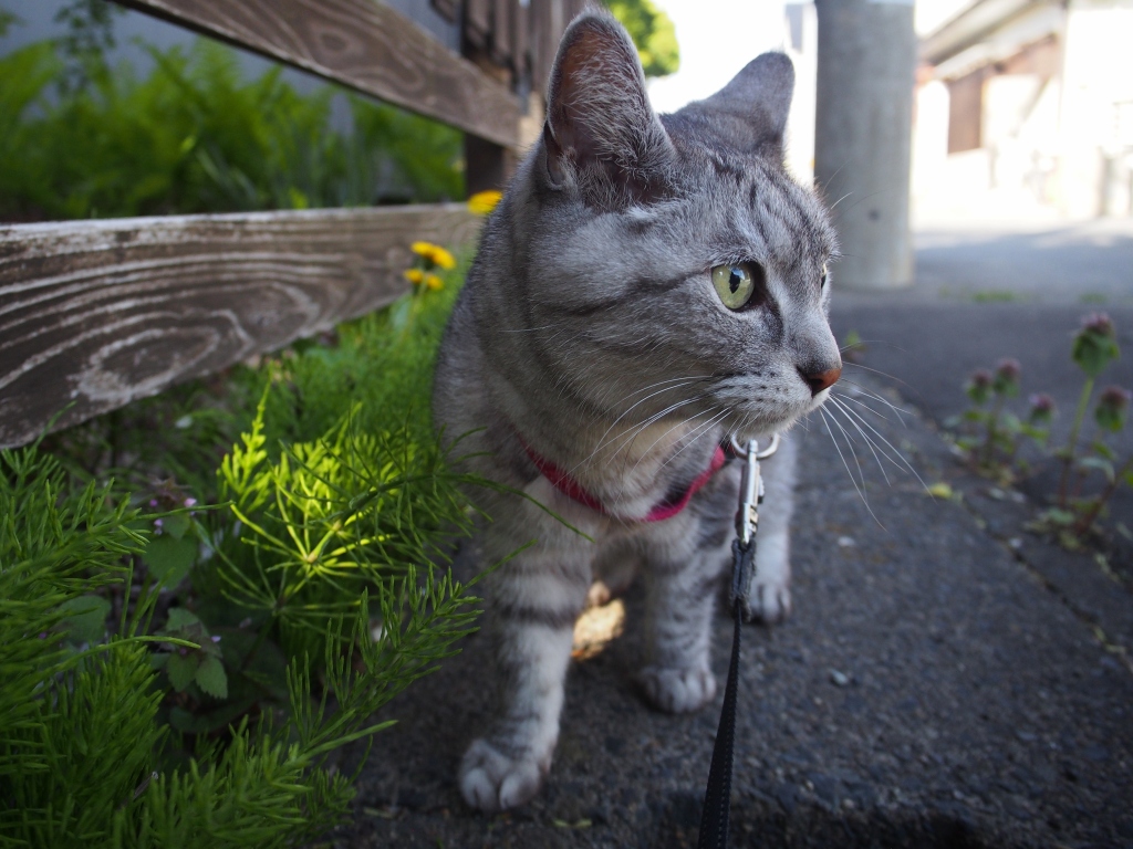 ねこ