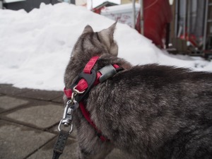 ねこ