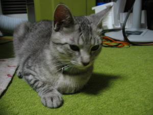 ちょっと顔がでかくなってきたサブロー
