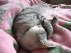 毛布が好きなサブロー 毛布が好きなサブロー