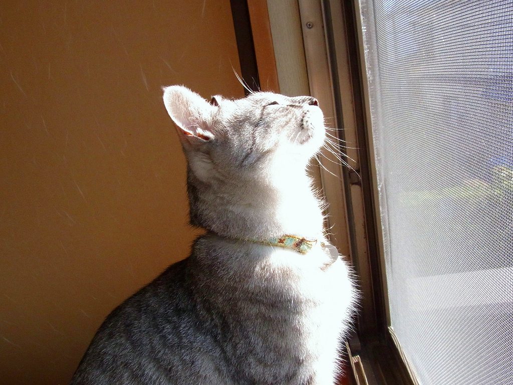 神々しいサブロー