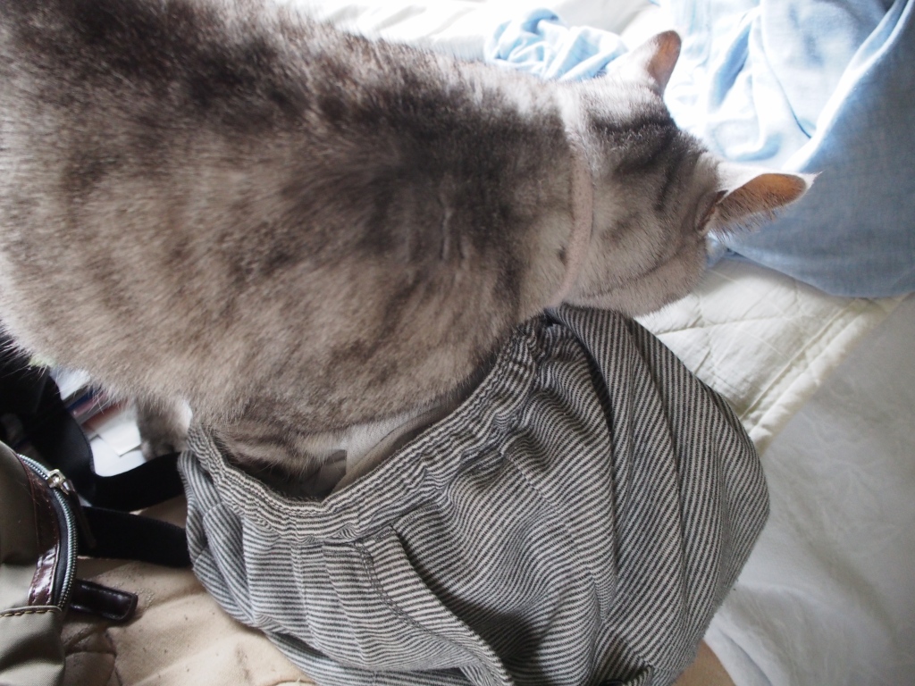 ねこ