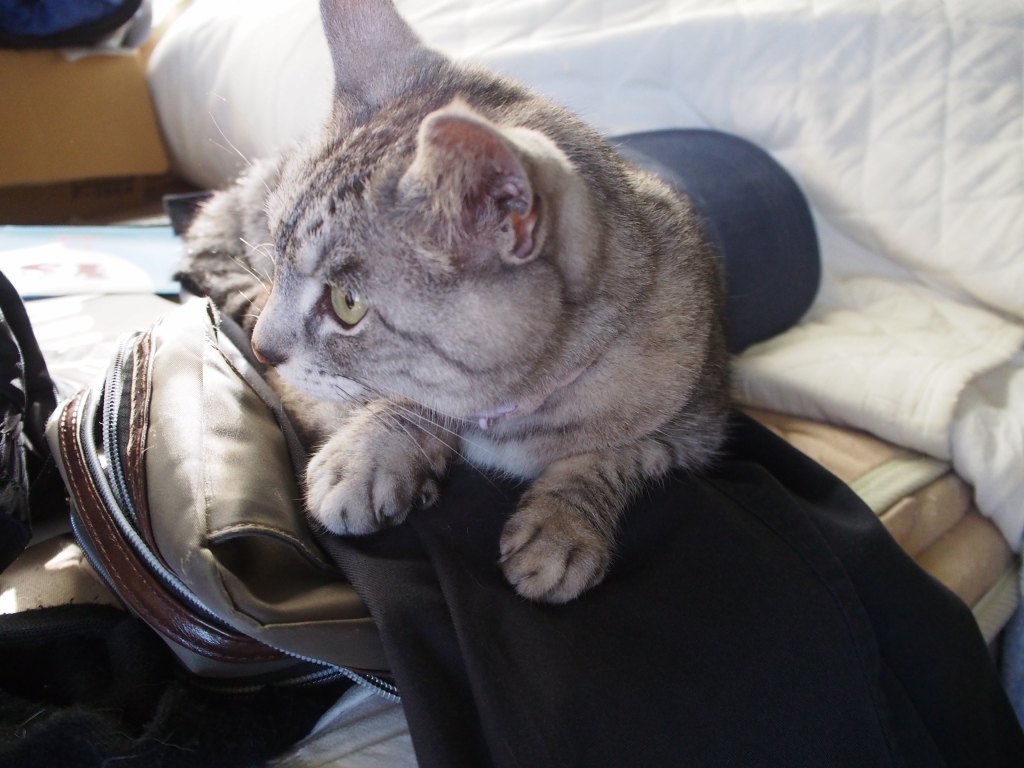 ねこ