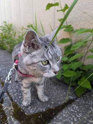 ねこ
