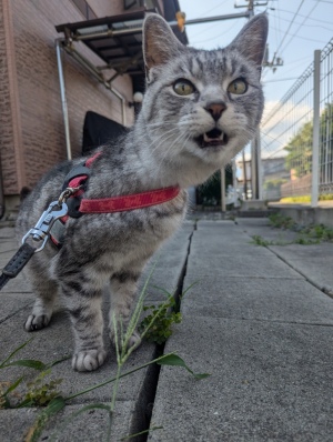 ねこ