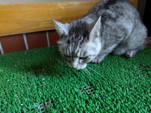 ねこ