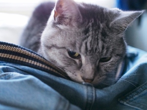ねこ