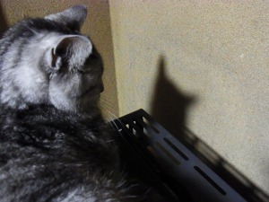 ねこ