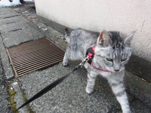 ねこ