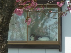 近所のねこ