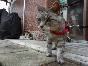 ねこ