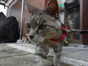 ねこ