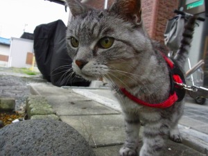 ねこ